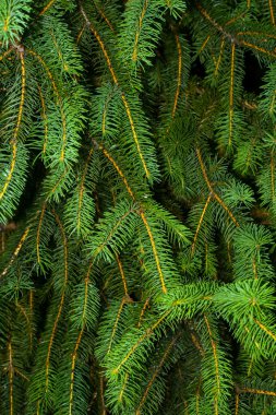 Pine Tree Background clipart