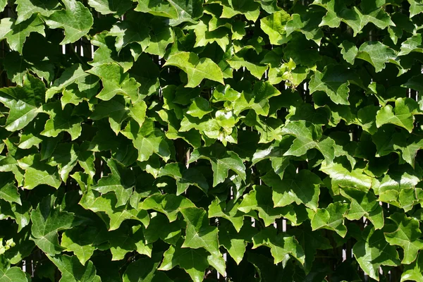 Green Ivy — Stock Photo, Image