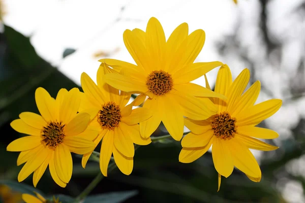 stock image Yellow Flower