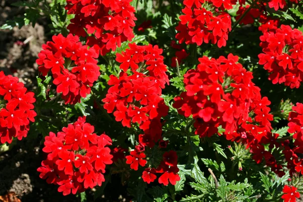 Werbena czerwony kwiat Zdjęcie Stockowe