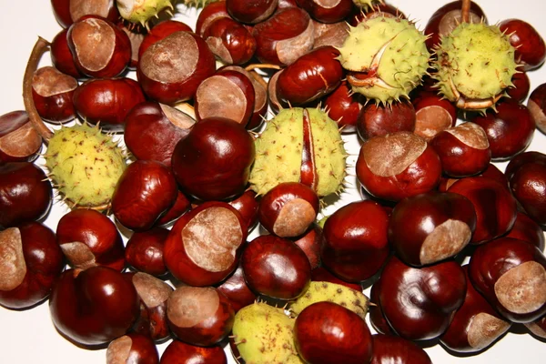 stock image Chestnut