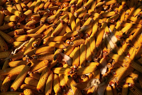 Hoja de maíz —  Fotos de Stock