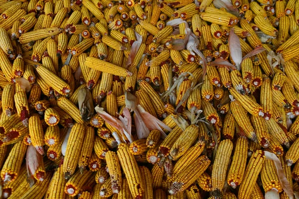 Kukoricacsutka őrlemény — Stock Fotó