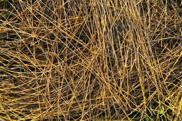 乾いた草 — ストック写真