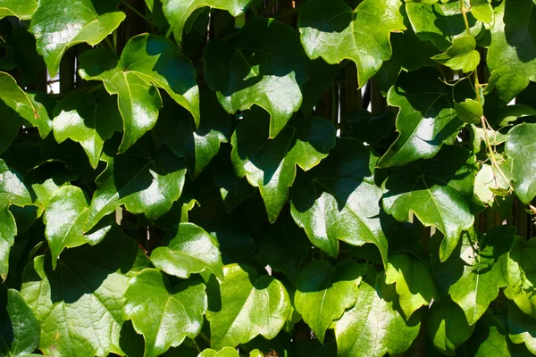 stock image Green Ivy