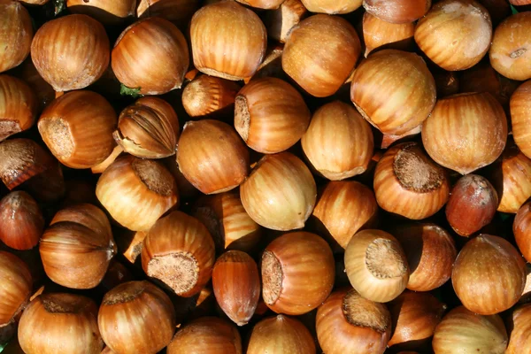 stock image Hazelnut