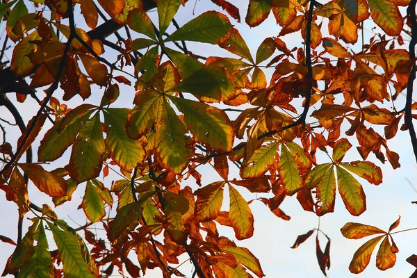 Листя восени — стокове фото