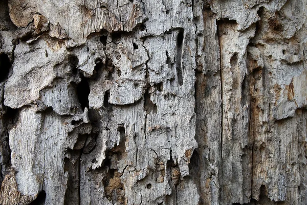 古い木製の皮質 — ストック写真