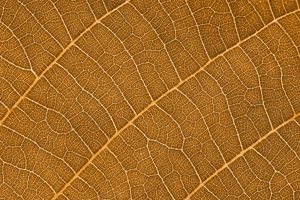 세피아 잎 — 스톡 사진