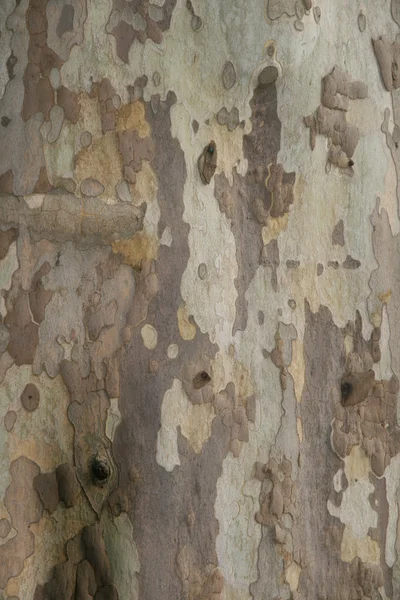 シカモアの木の表面 — ストック写真