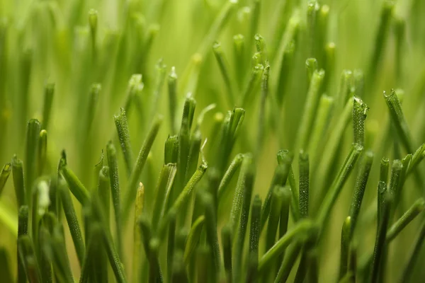 Trigo verde jovem — Fotografia de Stock