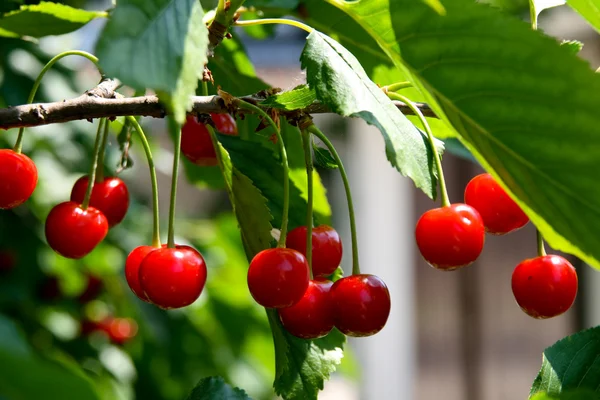 stock image Cherry