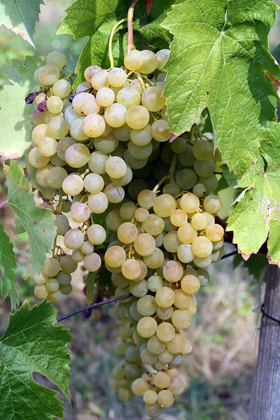 Stock image Grape on the vine