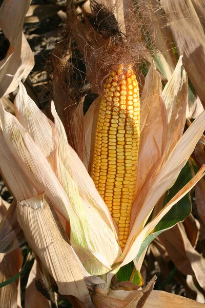 Száraz kukorica — Stock Fotó