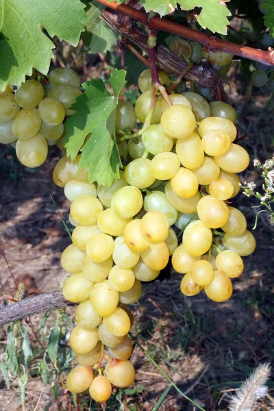 Anggur pada pokok anggur — Stok Foto