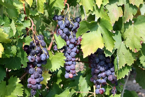 Grape on the vine — Stock Photo, Image