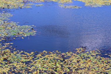 Water Plant clipart