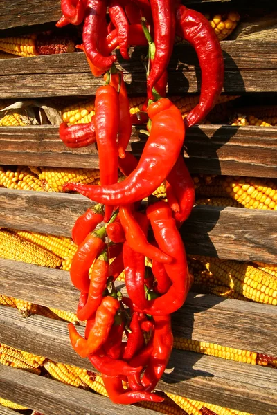 Hot Pepper — Stock Photo, Image