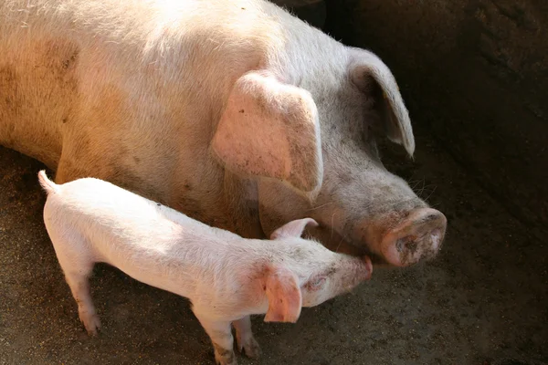 Cerdo y cerda —  Fotos de Stock