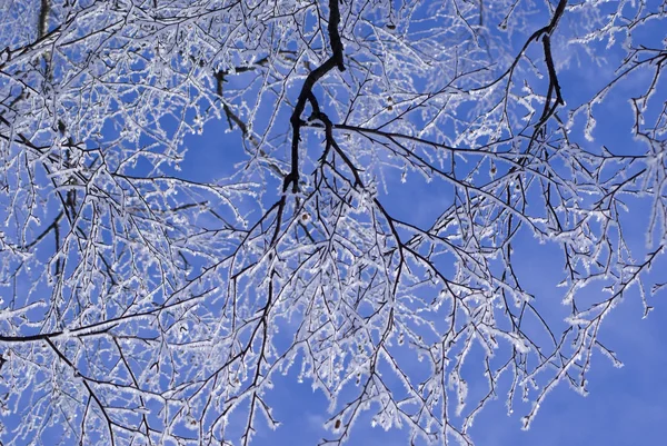 Stock image Branches in hoarfrost