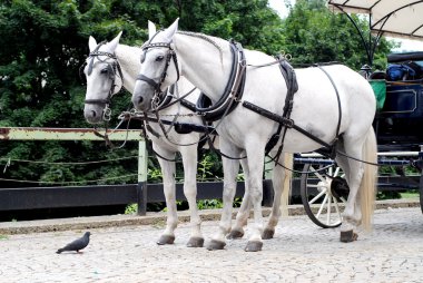 Two horses and pigeon clipart