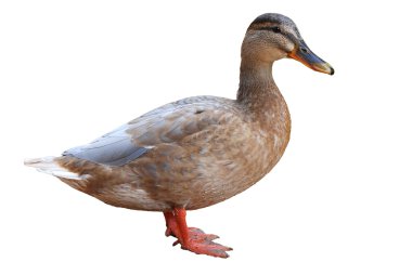 Duck isolated on a white background clipart
