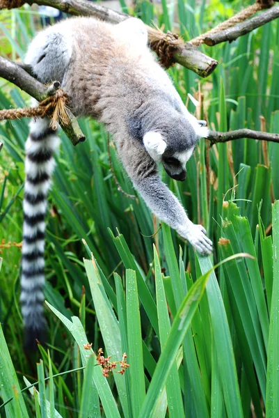Lemur małpa — Zdjęcie stockowe