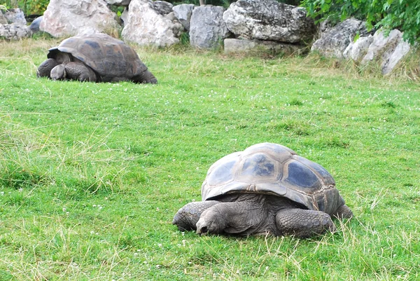 stock image Big overland turtles on a grass