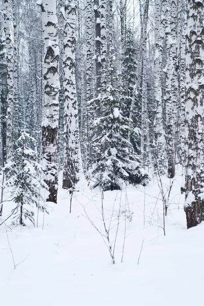 Beautiful winter forest landscape — Stock Photo, Image