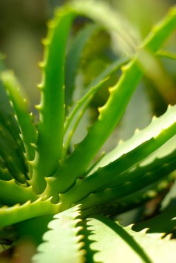 aloe tesisi