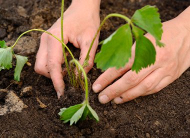 Gardening clipart