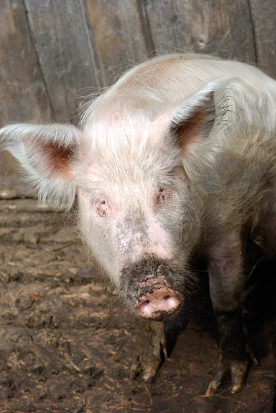 stock image Rural Pig