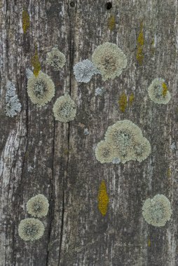 Set Of Lichens clipart