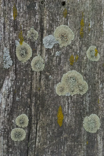 Conjunto de Lichens — Fotografia de Stock