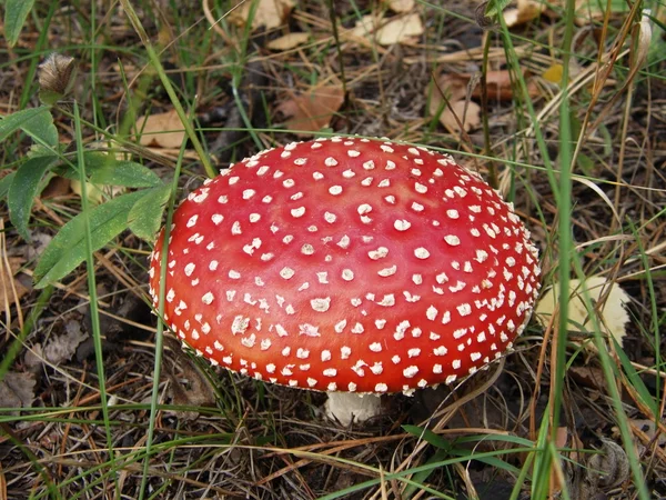 stock image A fly-agaric is in the forest