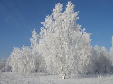 bir ağaç bir hoarfrost olduğunu