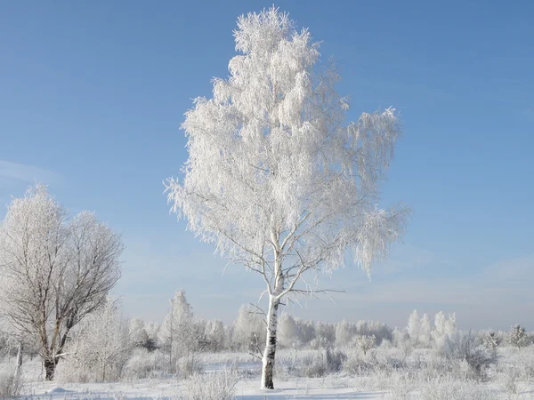 A tree is in a hoarfrost — Stock Photo, Image