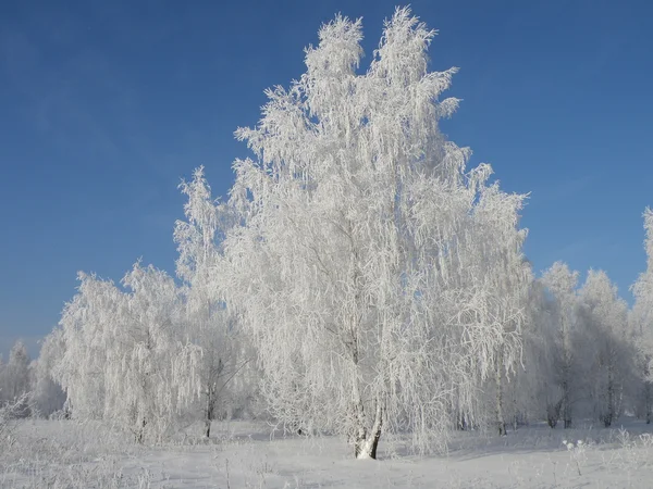 A trees is in a hoarfrost — Stock Photo, Image