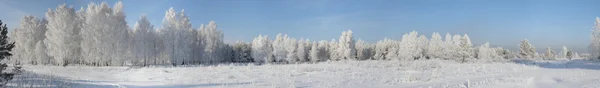 겨울 나무의 파노라마 — 스톡 사진