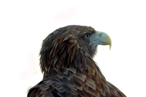 Head of a sea eagle — Stock Photo, Image