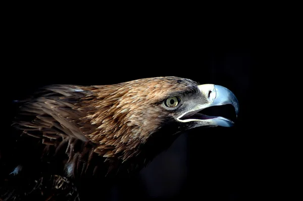 Head of an eagle with open beak — Stock Photo, Image