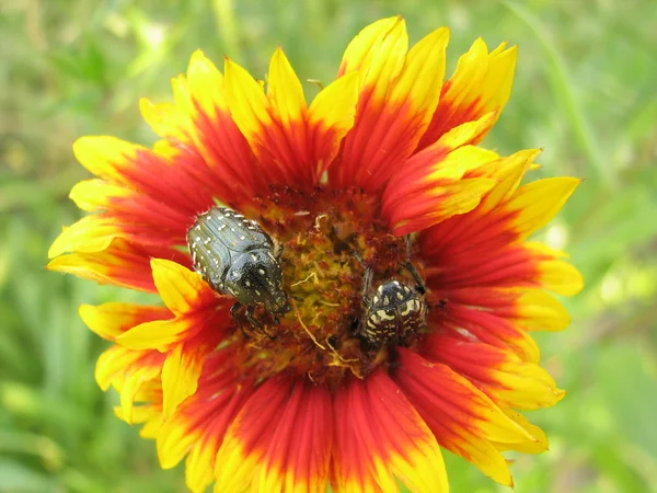 Bugs ile çiçek