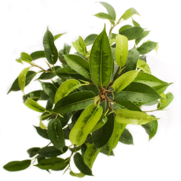 Verde pianta foglia sfondo — Foto Stock