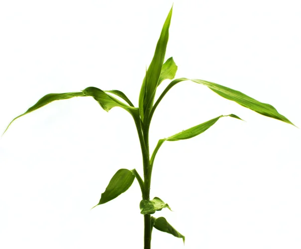 Young bamboo tree background — Stock Photo, Image