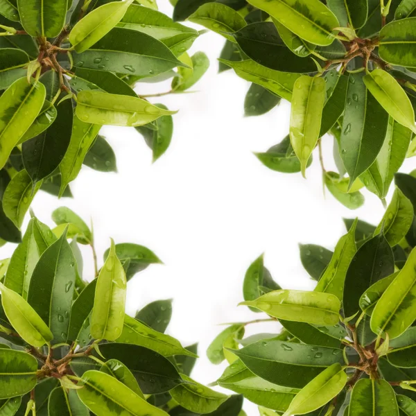Groene plant blad achtergrond — Stockfoto