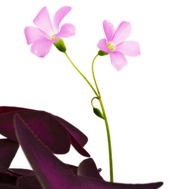 Pink violet flower clipart