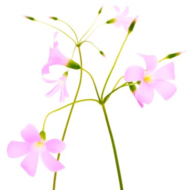 Pink violet flower clipart