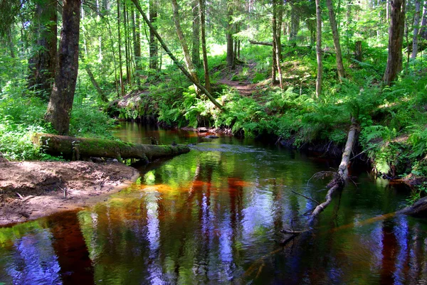 Erdő patak — Stock Fotó