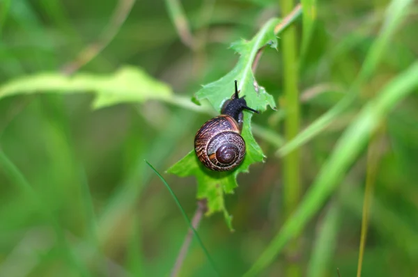 stock image The snail