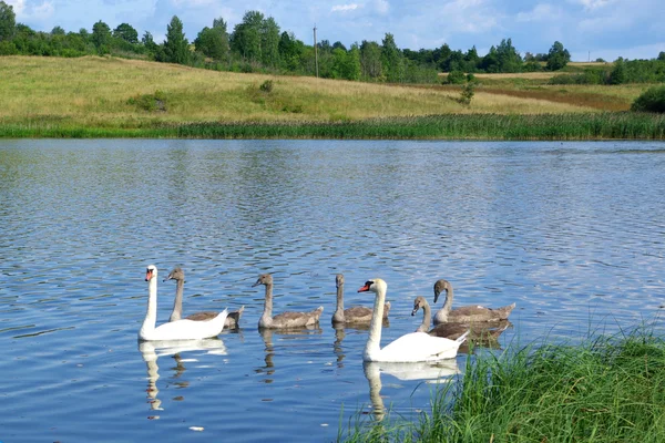 stock image Swan family